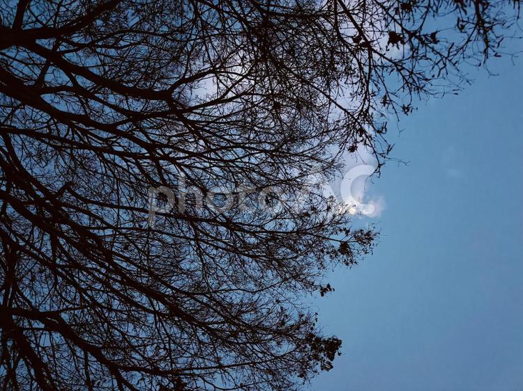 木の下から見た空 木,空,枝葉の写真素材