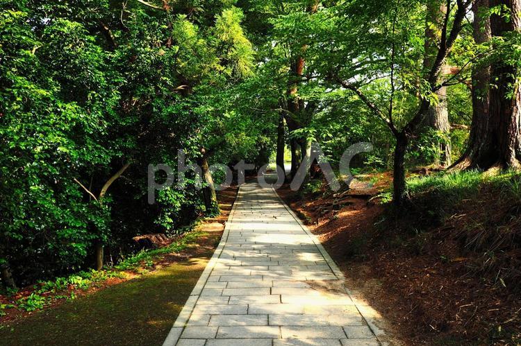 自然の中の石畳の歩道 石畳,歩道,遊歩道の写真素材
