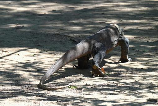 コモド国立公園~コモドドラゴン3 コモド国立公園~コモドドラゴン3 コモドドラゴン,コモドオオトカゲ,野生の写真素材