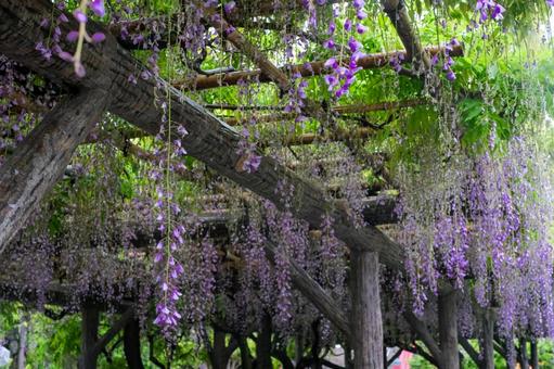 亀戸天神社の藤の花 亀戸天神社の藤の花の写真