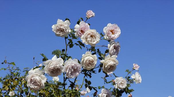 【花の写真】ばらの花 rose,植物,園芸の写真素材