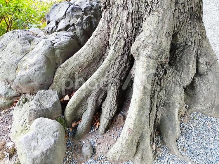 逞しい木の根っこ 根,樹木,大木の写真素材