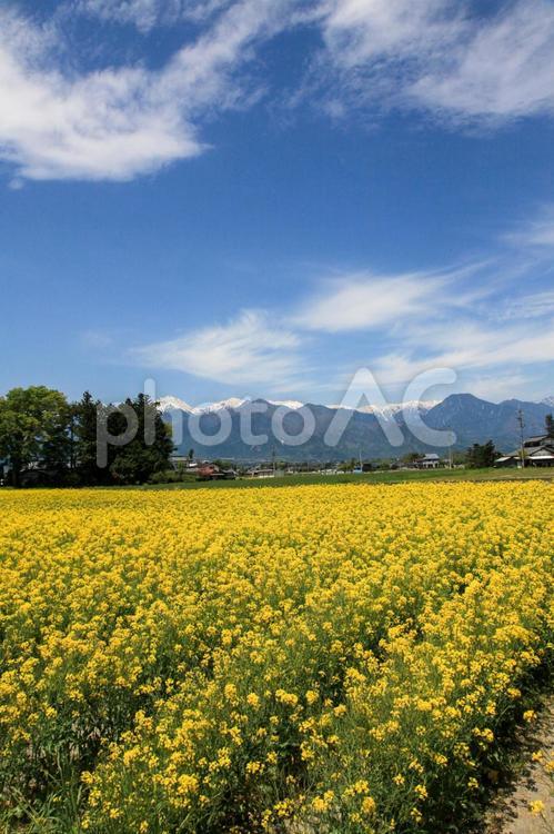 信州の春 自然,風景,季節の写真素材