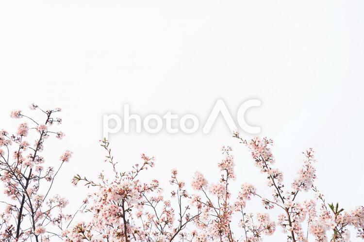 桜写真画像入りメッセージボード 背景用写真画像 花びら,桜,さくらの写真素材