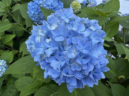 Blue hydrangea, JPG