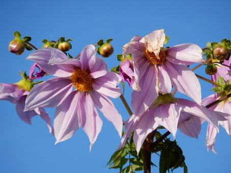 【花の写真】皇帝ダリア 皇帝ダリア,コウテイダリア,植物の写真素材