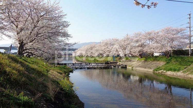 波多江の桜_25 さくら,ピンク,きれいの写真素材
