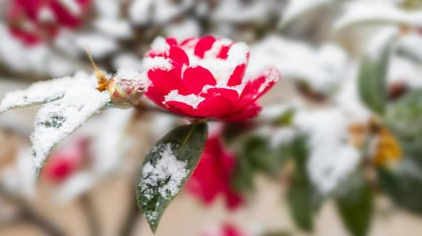 大寒（二十四節季イメージ）款冬華 椿と雪 大寒,椿,冬の写真素材