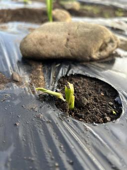 市民農園のにんにくの害虫被害 市民農園のにんにくの害虫被害 大蒜,にんにく,ガーリックの写真素材