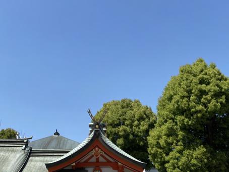 青い空に映える木々 青い空に映える木々の写真