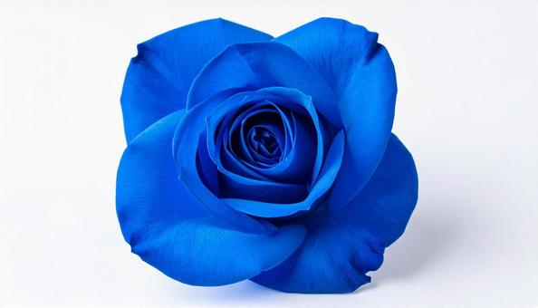 青い薔薇 青い薔薇の写真