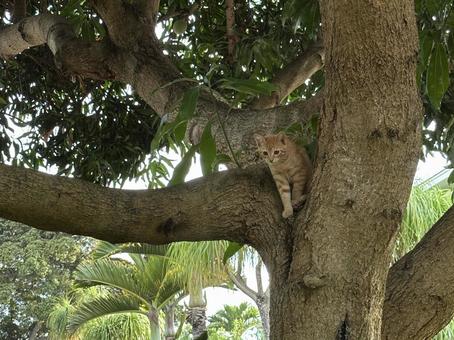 猫 猫の写真
