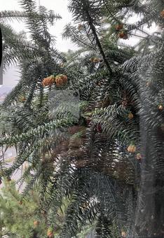 杉のつぼみ 杉のつぼみ 花,植物,春の写真素材