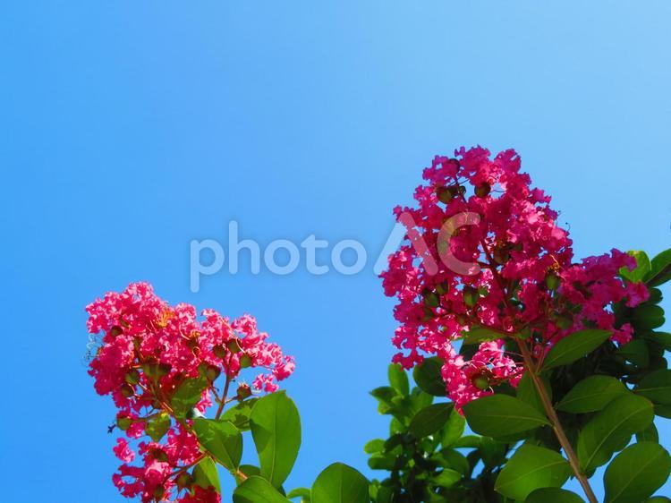 ７月下旬の日中のサルスベリの花 背景,サルスベリ,花の写真素材