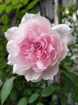 ベランダのバラ・シャリマー 薔薇,バラ,シャリマーの写真素材