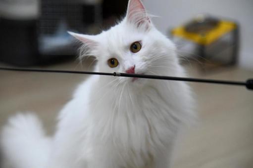 Cat 16, JPG Cat 16, JPG