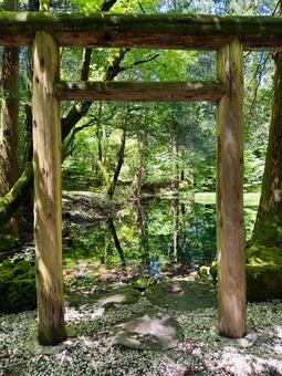 春の平泉寺白山神社　湧水を溜めた御手洗池 湧き水,池,平泉寺白山神社の写真素材