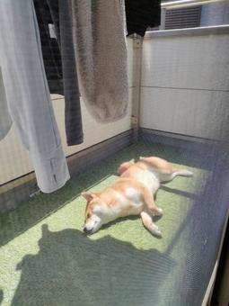 洗濯物と一緒に日向ぼっこする柴犬くるみ! 洗濯物と一緒に日向ぼっこする柴犬くるみ!の写真
