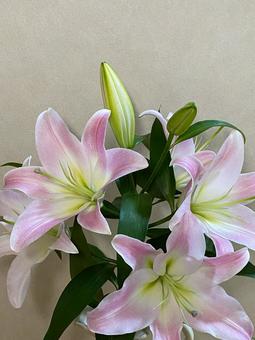 美しく香り高い百合の花 美しく香り高い百合の花 百合,美しい,花の写真素材