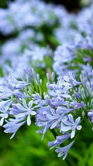 Photo, agapanthus, murasaki kunsiran, purple, 