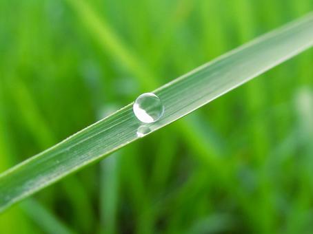 水滴と緑の葉の風景の写真