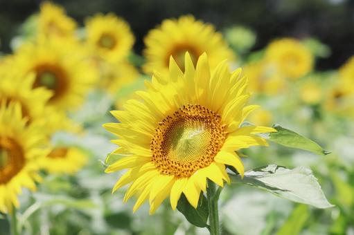 ヒマワリの花 ヒマワリの花 ひまわり,ひまわり畑,夏の花の写真素材