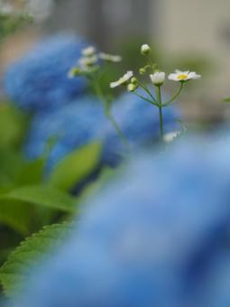 紫陽花の写真
