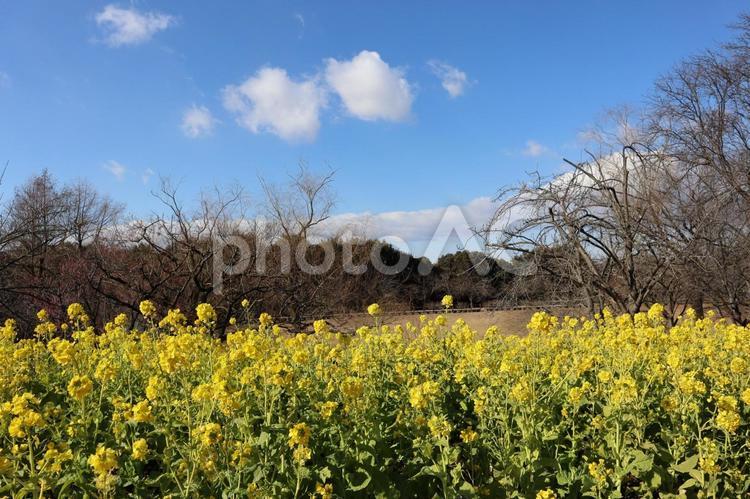 青空と雲と森と黄色い花びらの満開の菜の花 青空,雲,森の写真素材