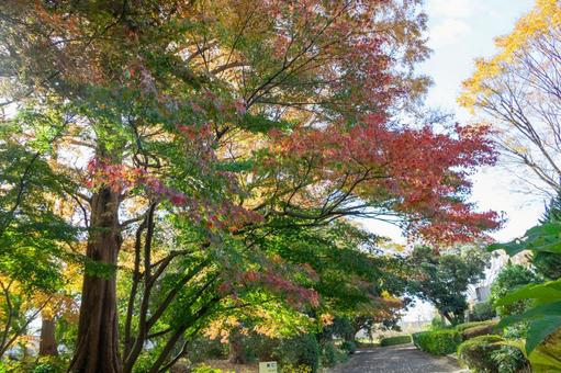 秋の気配・色づくモミジ 秋の気配・色づくモミジ 紅葉,紅葉狩り,モミジの写真素材