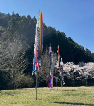 こいのぼりの写真