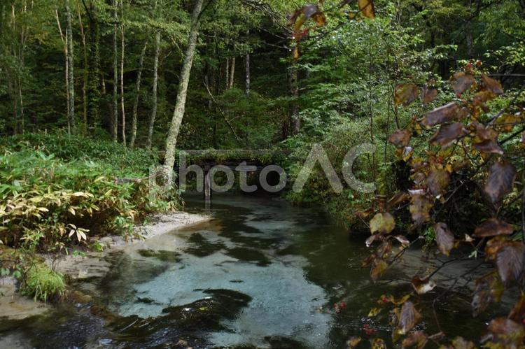 森の中の池 池,森林,森の写真素材