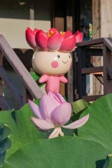 Photo, june, a lotus, landscape, 
