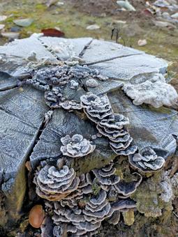 切り株に霜の写真