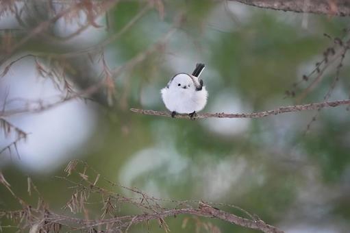 もふもふシマエナガ もふもふシマエナガの写真