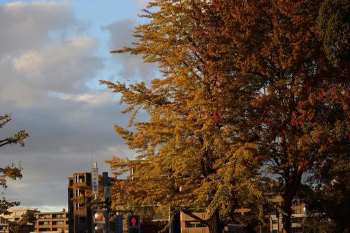 夕陽のあたる黄葉した並木とビル群と空 夕陽,あたる,黄葉の写真素材