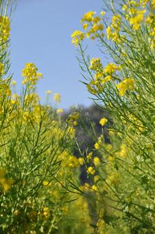 Photo, it's beautiful, rapeseed field, rape blossoms, 