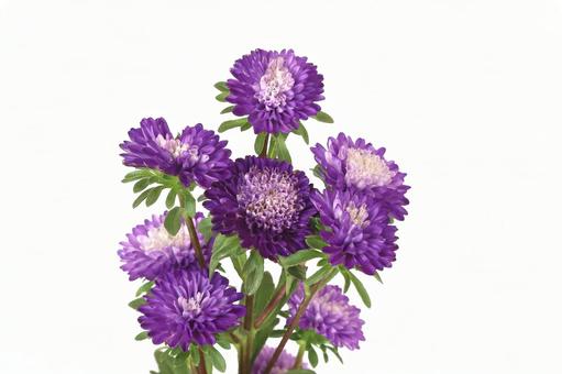 アスター菊 アスター菊の写真