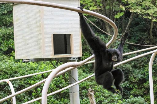 フクロテナガザル フクロテナガザル,テナガザル,猿の写真素材