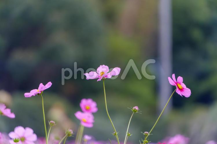秋風に揺れるピンクのコスモス コスモス,花,ピンクの写真素材