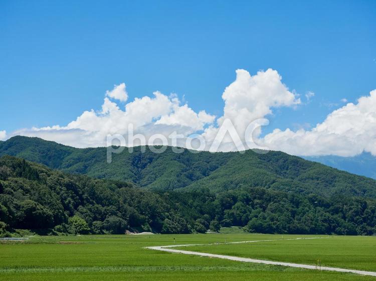 夏、青空・雲・水田の風景 長野県伊那市 夏,青空,雲の写真素材