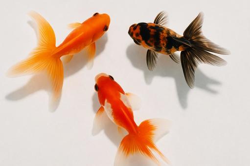3匹の金魚 3匹の金魚の写真