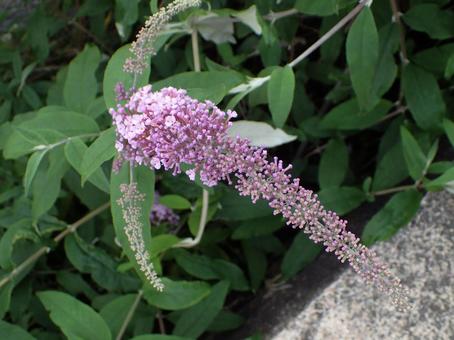 紫色のブッドレアの花 紫色のブッドレアの花の写真
