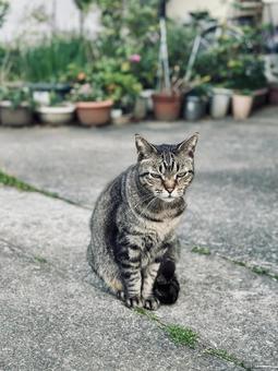 A brown tabby cat sitting quietly in front of the house, JPG