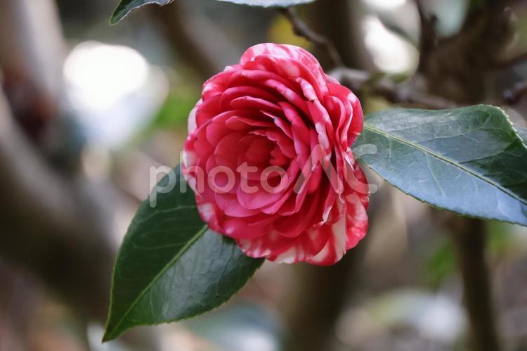 赤白の花びらの菊冬至と言う椿の花のアップ 菊冬至,椿,赤白の写真素材