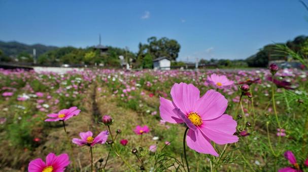 コスモス日和 コスモス日和 コスモス,花,植物の写真素材