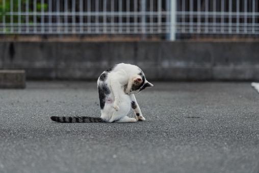 毛繕いをまた始める牛柄猫 牛柄猫,cawcat,ハチワレ猫の写真素材