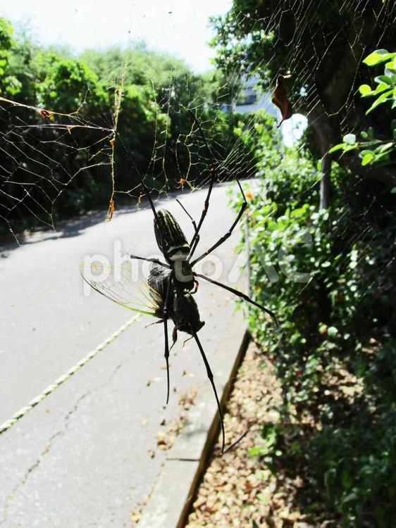 閲覧注意：オオジョロウグモとセミ (Okinawa) 女郎蜘蛛,大女郎蜘蛛,捕食の写真素材