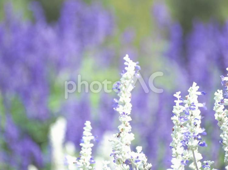 北海道富良野の農園に咲く花畑 ラベンダー,花畑,花の写真素材