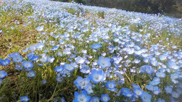 Nemophila, JPG