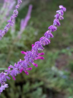 アメジストセージの花 3 アメジストセージの花 3の写真